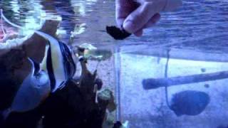 How to hand feed a Moorish Idol [upl. by Aseen]