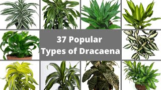 37 Popular Types of Dracaena Plants  Best Dracaena Varieties  Dracaena identification [upl. by Arabela]