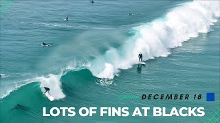 LOTS OF FINS IN LA JOLLA BLACKS BEACH [upl. by Annahahs]