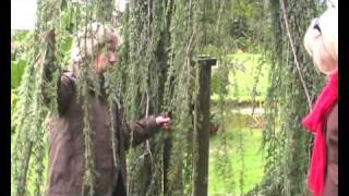 Cedrus atlantica Glauca Pendula Weeping blue Cedar [upl. by Pebrook712]