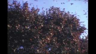 Monarch Butterfly Migration of 1973 Courtesy Shirley Mayhew [upl. by Fem950]