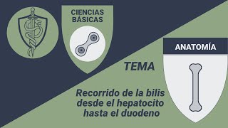 🦴Anatomía  Vías biliares  Recorrido de la bilis desde el hepatocito hasta el duodeno [upl. by Arreit824]