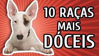 10 RAÇAS DE CACHORRO MAIS DÓCEIS [upl. by Wulf]