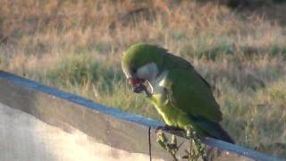 Monk Parakeets In The Wild  Myiopsitta monachus [upl. by Carmela]