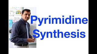 Pyrimidine Synthesis [upl. by Aihsei]