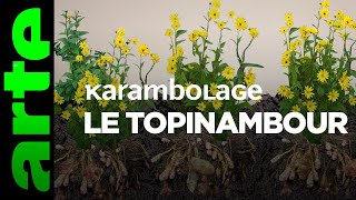 Le topinambour  Karambolage  ARTE [upl. by Tomas]