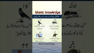 islamicknowledge islamicstatus quran hadith islamic basicislamicinfo shorts trending facts [upl. by Venola]