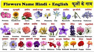 20 Flowers Name English to HindiFlowers Name with Pronunciationफूलो के नाम हिंदी और इंग्लिश में 🌺🌼 [upl. by Iam]