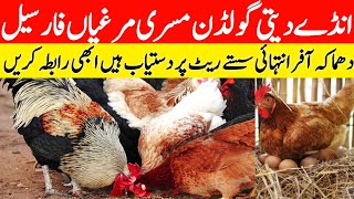 Golden Misri Murgi For Sale  Egg Laying Hen For Sale  Desi Murgi For Sale [upl. by Christabelle243]