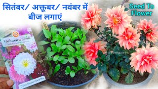 Dahlia बीज सितंबर मे लगाएं With Flower Update  Dahlia Plant From Seeds Growing at Home [upl. by Assirec]