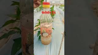 pheromonetrap pheromone fruitflytrap technicalkheti farmingtechonology shortvideo viral [upl. by Fisa535]