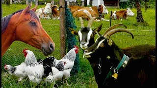 Top25 Most beautiful Farm Animals  rare breeds of lifestock cattle goats chickens horse poultry [upl. by Politi]