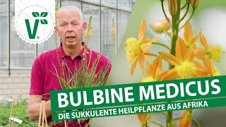 Bulbine Medicus  Die ErsteHilfePflanze [upl. by Talbert]