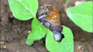 放蝸牛吃草 A Snail Feeding on Galinsoga [upl. by Kohcztiy]