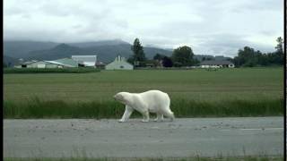 Nissan LEAF™ Polar Bear [upl. by Haman973]