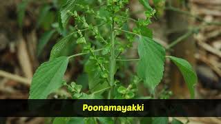 Medicinal Plants  Acalypha indica  Kuppaimeni [upl. by Ranit605]