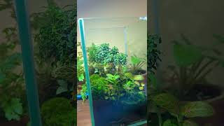 terrariumlove🌱❤️😍 fittonia moss natureathome terrariumcreation🌱🇳🇵 greenscreen🌱🌳💚 [upl. by Adilem]