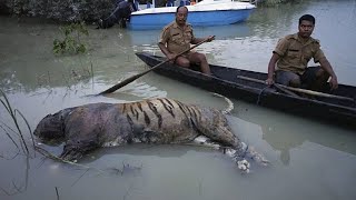 ASSAM FLOOD KILLS THOUSANDS OF WILD ANIMALS AT KAZIRANGA NATIONAL PARK INCLUDING RHINOS [upl. by Nonnahs]