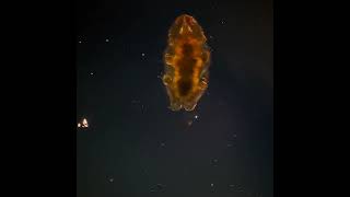 A tardigrade walking across a slide [upl. by Nyladnewg561]