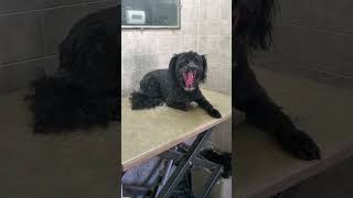 Schnoodle SchnauzerPoodle dog breed before amp after transformation video dog grooming [upl. by Llerryt395]