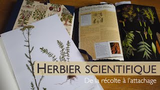 HERBIERS 1  Comment faire un herbier scientifique [upl. by Gae]