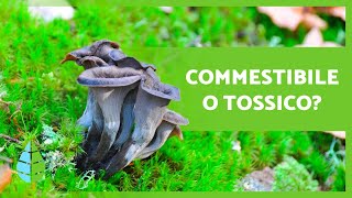 10 FUNGHI COMMESTIBILI 🍄 Come riconoscerli [upl. by Aradnahc59]