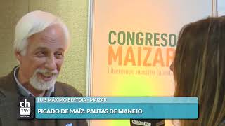 LUIS MAXIMO BERTOIA IMPACTO DE LA CHICHARRITA EN LA PRESENTE CAMPAÑA AGRÍCOLA [upl. by Ahsenahs]