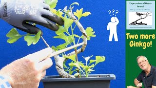 Why growing Ginkgo for Bonsai can be a Challenge BUT is still fun [upl. by Anaher]