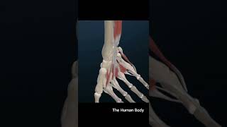 The human hand s skeletal structure consists muscles  shorts [upl. by Natanoy339]