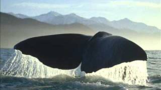 Heathcote Williams  Whale Nationwmv [upl. by Denison]