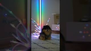 Cute Pomeranian Wears the Viral Fairy Wings 🧚 dog pomeranian viral [upl. by Owain]