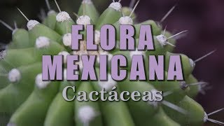 Cactáceas  La Flora de México [upl. by Tanya]