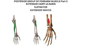 Extensor carpi ulnaris supinator and extensor indicis [upl. by Davie]