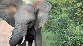 Elephants Everywhere  Adine Ends Up in the Middle of the OnEdge Wild Herd [upl. by Llenehc81]