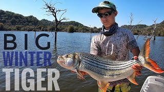 Trophy Winter Tigerfish New PB [upl. by Sheldon]