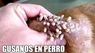 Larvas o gusanos en perros  Como CURAR un Perro AGUSANADO  Como quitar los gusanos de los perros [upl. by Rbma934]