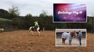 Stallalltagsvlog 5  NEUES PFERD  Alle 3 Jungs  Sandras Western Horse World [upl. by Aysa]