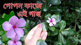 পুরুষদের হারানো যৌবন ফিরে পাওয়ার জন্য এই গাছnayantara gacher gunagunhealth tipshealth caresgc [upl. by Yelmene]