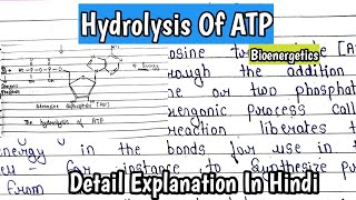 Hydrolysis Of ATPadenosine triphosphate  Bioenergetics  Structure of ATP  MScnotes [upl. by Hofmann]