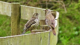 Mistle Thrush  Male and Female [upl. by Iah397]