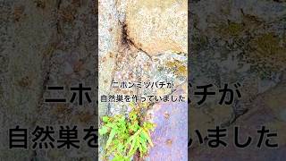 野生のガチ日本蜜蜂 bee 蜂 ニホンミツバチ にほんみつばち ハチミツ 養蜂 週末養蜂 週末趣味 蜂蜜 [upl. by Ahsea361]