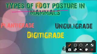 PLANTIGRADE DIGITIGRADE AND UNGULIGRADE FOOT POSTURE [upl. by Neelsaj]