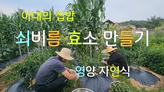 쇠비름 효소 만드는 법 쇠비름 약효ㆍ효능 아내의 건강 밥상 집밥 자연식 [upl. by Niamrej]