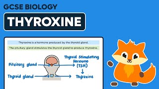 Thyroxine  GCSE Biology [upl. by Enyal]