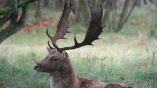 Im Wald zwischen viele röhrende Hirsche [upl. by Nirihs707]