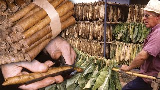 TABACO artesanal Cultivo y elaboración tradicional de caliqueños  Oficios Perdidos  Documental [upl. by Derej]