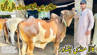 Kala Maweshi mandi peshawarBary janwar agye mandi full hogyi😍Cattles prices update [upl. by Heber697]