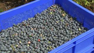 Driessen Blueberries BV  Melderslo [upl. by Aloin]