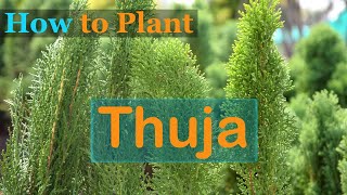 How to Plant Thuja [upl. by Sadoc]