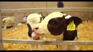 Calf Rearing  Routine Calf Management [upl. by Aicile87]